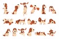 Big Set of Beagle Dogs in Different Poses, Cute Funny Dog with Brown White Coat and Long Ears Cartoon Vector