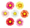 Big set of beautiful colorful spring daisy flowers isolated on white background. Vector illustration Royalty Free Stock Photo