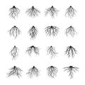 Big Set of black Roots. Vector Illustration.