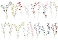 Big set botanic blossom floral elements. Branches, leaves, herbs, wild plants, flowers. Garden, meadow, feild collection leaf, fol