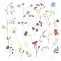 Big set botanic blossom floral elements. Branches, leaves, herbs, wild plants, flowers. Garden, meadow, feild collection leaf, fol