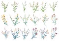 Big set botanical floral elements. Small drawing branches, leaves, herbs, wild plants, flowers. Collection leaf, foliage