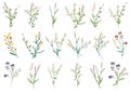 Big set botanical floral elements. Small drawing branches, leaves, herbs, wild plants, flowers. Collection leaf, foliage