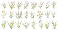 Big set botanical floral elements. Small drawing branches, leaves, herbs, wild plants, flowers. Collection leaf, foliage