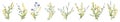 Big set botanical floral elements. Small drawing branches, leaves, herbs, wild plants, flowers. Collection leaf, foliage