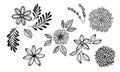 Big set of botanical sketches and line doodles. hand drawn design floral elements Royalty Free Stock Photo