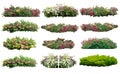 Big set of bouquet fresh bush blooming bougainvillea on isolated white background.