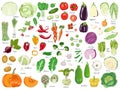 Big set of colored vegetables