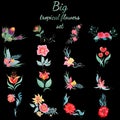 Big set of colorful tropical flowers. Big floral botanical flower set isolated on black background. Hand drawn vector collection. Royalty Free Stock Photo