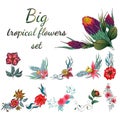 Big set of colorful tropical flowers. Big floral botanical flower set isolated on white background. Hand drawn vector collection. Royalty Free Stock Photo