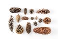 Big set of cones various coniferous trees isolated on white, view from above. Royalty Free Stock Photo