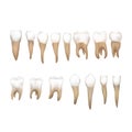 Big set of different realistic human teeths isolated on white