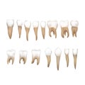 Big set of different realistic human teeths isolated on white Royalty Free Stock Photo