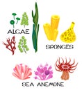 Set of different species of sea anemones, sponges, marine algae on white background Royalty Free Stock Photo