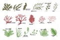 Big set of edible seaweeds. Brown, red and green algae. Sea vegetables Royalty Free Stock Photo