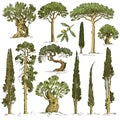 Big set of engraved, hand drawn trees include pine, olive and cypress, fir tree forest object Royalty Free Stock Photo