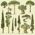 Big set of engraved, hand drawn trees include pine, olive and cypress, fir tree forest object Royalty Free Stock Photo