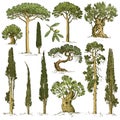 Big set of engraved, hand drawn trees include pine, olive and cypress, fir tree forest object Royalty Free Stock Photo