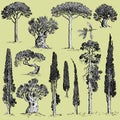 Big set of engraved, hand drawn trees include pine, olive and cypress, fir tree forest object Royalty Free Stock Photo