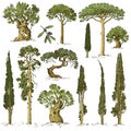 Big set of engraved, hand drawn trees include pine, olive and cypress, fir tree forest object