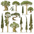 Big set of engraved, hand drawn trees include pine, olive and cypress, fir tree forest object Royalty Free Stock Photo