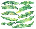 Big set exotic tropical banana green and yellow leaves.