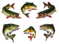 Big set of freshwater fishes of North America USA illustration isolate realism. Royalty Free Stock Photo