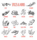 Big set of hand drawn doodle spices and herbs Royalty Free Stock Photo