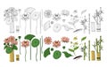Big set of hand drawn doodle style flowers. Bamboo, lotus Royalty Free Stock Photo
