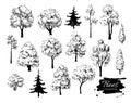 Big set of hand drawn tree sketches. Artistic drawing