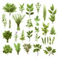 Big set of herbs on transparent background.GenerativeAI. Royalty Free Stock Photo