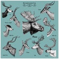 Big set of Horn, antlers Animals moose or elk with impala, gazelle and greater kudu, fallow deer reindeer and stag, doe