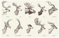 Big set of Horn, antlers Animals moose or elk with impala, gazelle and greater kudu, fallow deer reindeer and stag, doe Royalty Free Stock Photo