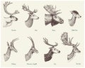 Big set of Horn, antlers Animals moose or elk with impala, gazelle and greater kudu, fallow deer reindeer and stag, doe Royalty Free Stock Photo