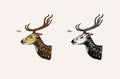 Horn and antlers Animals. Impala, gazelle and greater kudu, fallow deer reindeer, axis and dibatag. Hand drawn engraved Royalty Free Stock Photo