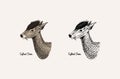 Horn and antlers Animals. Impala, gazelle and greater kudu, fallow deer reindeer, axis and dibatag. Hand drawn engraved Royalty Free Stock Photo