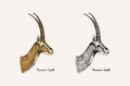 Horn and antlers Animals. Impala, gazelle and greater kudu, fallow deer reindeer, axis and dibatag. Hand drawn engraved Royalty Free Stock Photo