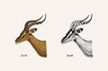 Horn and antlers Animals. Impala, gazelle and greater kudu, fallow deer reindeer, axis and dibatag. Hand drawn engraved Royalty Free Stock Photo