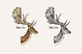 Horn and antlers Animals. Impala, gazelle and greater kudu, fallow deer reindeer, axis and dibatag. Hand drawn engraved Royalty Free Stock Photo