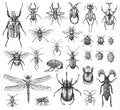 Big Set Of Insects Bugs Beetles And Bees Many Species In Vintage Old Hand Drawn Style Engraved Illustration Woodcut.