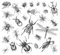 Big set of insects bugs beetles and bees many species in vintage old hand drawn style engraved illustration woodcut. Royalty Free Stock Photo