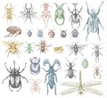Big Set Of Insects Bugs Beetles And Bees Many Species In Vintage Old Hand Drawn Style Engraved Illustration Woodcut
