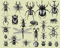 Big set of insects bugs beetles and bees many species in vintage old hand drawn style engraved illustration woodcut Royalty Free Stock Photo