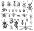 Big Set Of Insects Bugs Beetles And Bees Many Species In Vintage Old Hand Drawn Style