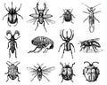 Big Set Of Insects Bugs Beetles And Bees Many Species In Vintage Old Hand Drawn Style