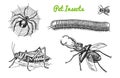 Big set of insects. Bugs Beetles Tattoo, Spider, Worm Centipede Locusts Bee. Lucanus cervus, Julida. Vintage Pets in