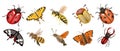 Big set of insects. Ladybug moth bee, butterfly beetles and other insects. Print, icons