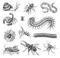 Big set of insects. Vintage Pets in house. Bugs Beetles Scorpion Snail, Whip Spider, Worm Centipede Ant Locusts, Mantis