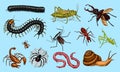 Big set of insects. Vintage Pets in house. Bugs Beetles Scorpion Snail, Whip Spider, Worm Centipede Ant Locusts, Mantis
