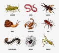 Big set of insects. Vintage Pets in house. Bugs Beetles Scorpion Snail, Whip Spider, Worm Centipede Ant Locusts, Mantis Royalty Free Stock Photo